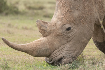 White Rhinoceros