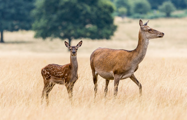 Deer
