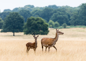 Deer