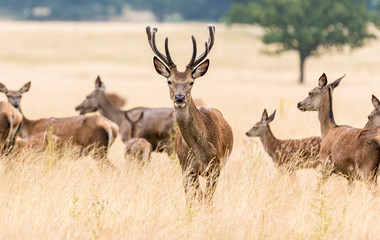 Deer