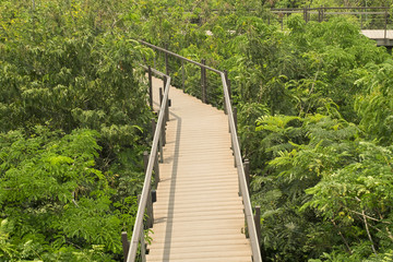 The wooden skywalk in outdoor green parks. Parks is natural abundance.