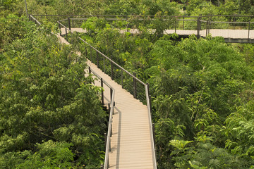 Fototapeta premium The wooden skywalk in outdoor green parks. Parks is natural abundance.