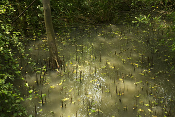 Mangrove be natural abundance environment. Root over the water.
