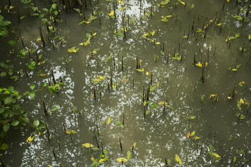Close up of mangrove be natural abundance environment. Root over the water.