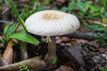 Close up.White Poisonous mushrooms on green grass and brown leaf in forest.