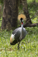 Grey Crowned Crane