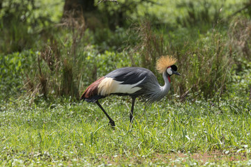 Grey Crowned Crane