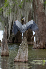Great Blue Heron spreading wings