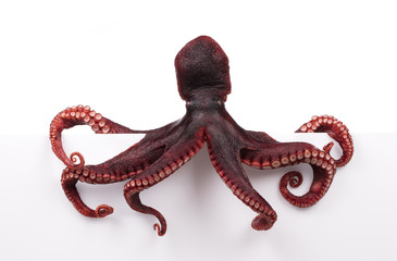 Octopus wiggling isolated on white background © cloud7days