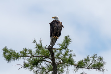 Bald eagle on tree