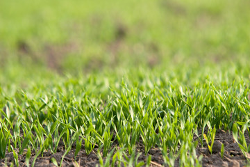 młode zielone zborze pole