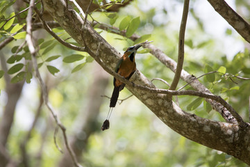Tho bird Macro, Pajaro Reloj in Uxmal, Mexico