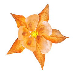 flower orange yellow brown aquilegia,  isolated on a white  background. Close-up. Element of design.