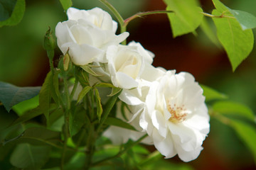 Obraz na płótnie Canvas dzika biała róża