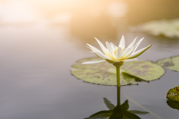 lotus flower water nature pond beautiful garden blossom 