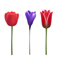 Vector tulip flowers in three variations. Realistic red and purple blossoms isolated on white.