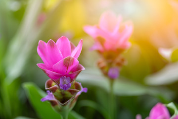 Fototapeta na wymiar flower krachai background beautiful pink garden nature beauty