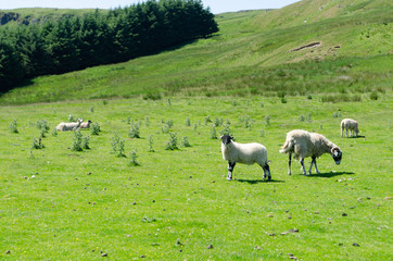 Obraz premium Sheep in field in the Yorkshire Dales