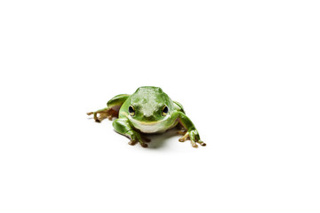 American green tree frog.