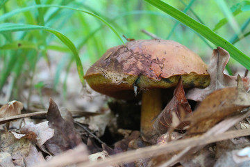 beautiful mushroom in the forest
