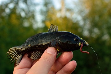 Summer fishing, catch.