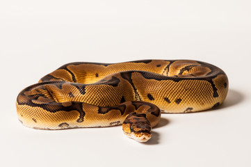 Obraz premium Ball python morph on white
