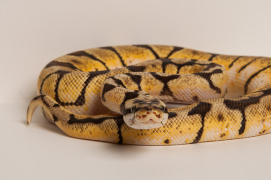Ball python curled on white