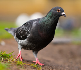 pigeon looking at you 