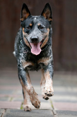 Rennender Australian Cattle Dog