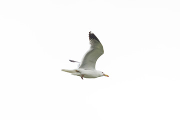portrait flying yellow-legged gull (larus michahellis), white sky
