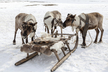 Deer harness with reindeer, pasture of Nenets