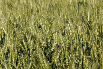 Agriculture. High quality wheat, ears of young wheat. Wheat field and countryside scenery