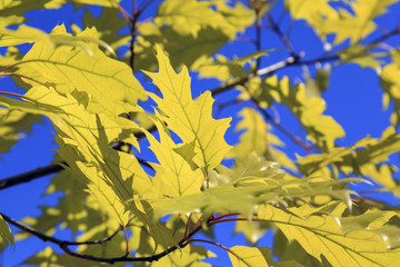 Autumn, yellow maple leaves on a blue sky background