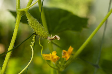 Gardening, ripening of green cucumber,Young cucumber on the grid