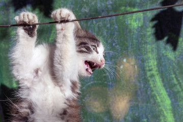 beautiful kitten hanging on the wire