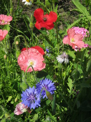poppies and cornflowers