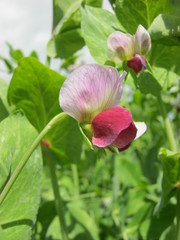 pea flower
