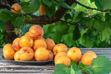 group of apricots freshly harvested outdoors