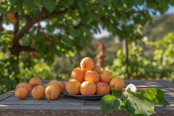 group of apricots freshly harvested outdoors