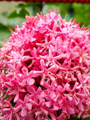 雨の日のボタンクサギ