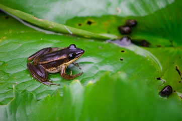 Cute asian green back frog browr color sits on a green leaf in water