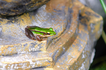 Cute asian green back frog sits on a stone