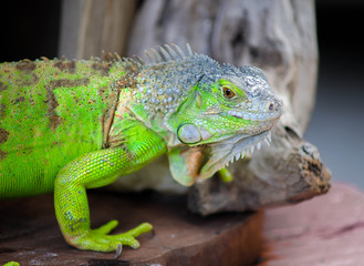 Iguana close-up