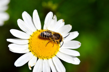 Wild wasp on a white Daisy close-up. Wildlife.