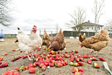 Hühner auf dem Bio Hühnerhof
