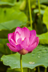 A Lotus