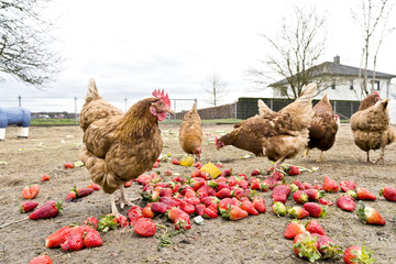 Hühner auf dem Bio Hühnerhof