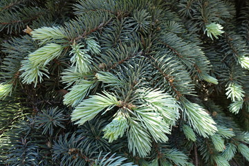 Grey green foliage of white spruce in spring