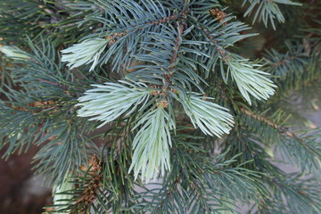 Naklejka na ściany i meble Grayish green foliage of white spruce in spring