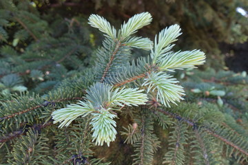 Picea pungens fresh foliage in mid spring